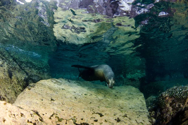 Kalifornischer Seelöwe Zalophus Californianus Schwimmt Und Spielt Den Riffen Von — Stockfoto