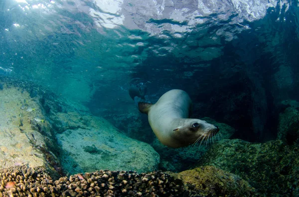 Californian Sea Lion Zalophus Californianus Swimming Playing Reefs Los Islotes — Stock Photo, Image