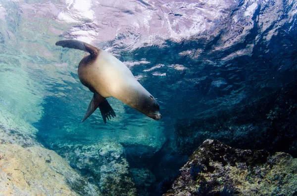 Kaliforniska Sjölejon Zalophus Californianus Simning Och Spelar Reven Los Islotes — Stockfoto