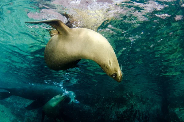 Kaliforniai Oroszlánfóka Zalophus Californianus Úszás Játék Ban Zátonyok Espiritu Santo — Stock Fotó