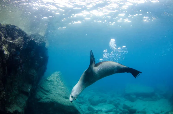 Californian Sea Lion Zalophus Californianus Swimming Playing Reefs Los Islotes — Stock Photo, Image