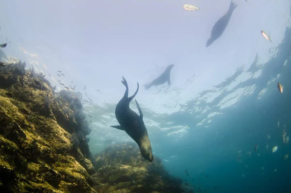 Kaliforniai Oroszlánfóka Zalophus Californianus Úszás Játék Ban Zátonyok Espiritu Santo — Stock Fotó