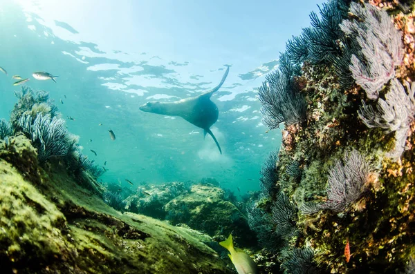 Californian Sea Lion Zalophus Californianus Swimming Playing Reefs Los Islotes — Stock Photo, Image