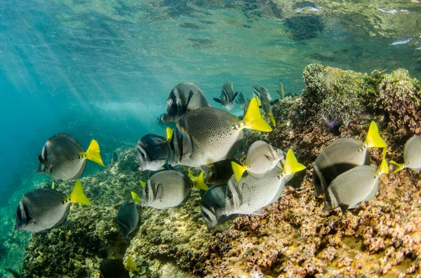 Prionurus Punctatus Cirujano Cola Amarilla Arrecifes Del Mar Cortés Océano —  Fotos de Stock