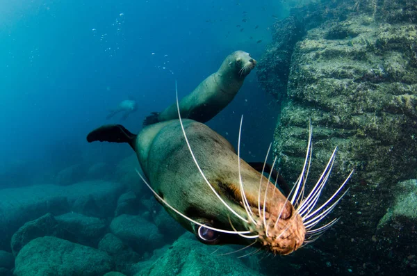 Kalifornischer Seelöwe Zalophus Californianus Schwimmt Und Spielt Den Riffen Von — Stockfoto