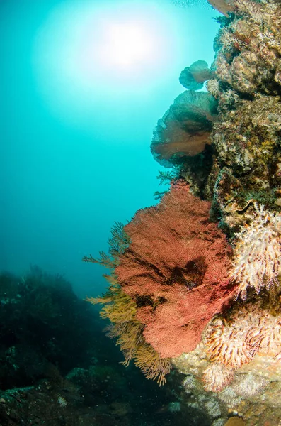 Coral Reef Ląd Morze Corteza Miasto Gmina Meksyku Stanie Baja — Zdjęcie stockowe