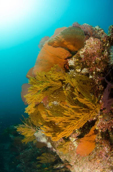 Coral Reef Ląd Morze Corteza Miasto Gmina Meksyku Stanie Baja — Zdjęcie stockowe