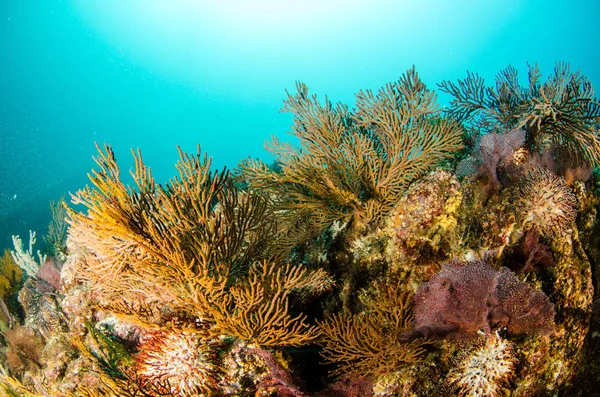 캘리포니아 Sur 멕시코의 바다의 산호초 — 스톡 사진