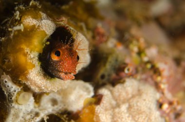 Cortez, Meksika denizden Blennys.