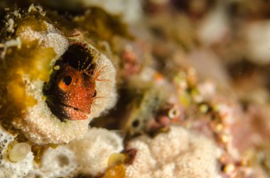 Cortez, Meksika denizden Blennys.