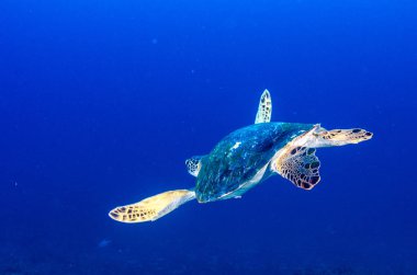 Deniz kaplumbağası resifleri Cabo Pulmo Milli Parkı, dünyanın akvaryum, içinde. Baja California Sur, Meksika.