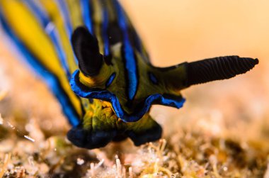 nudibranchs cortez, Meksika denizden