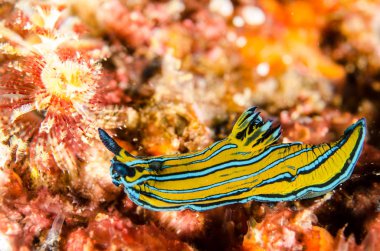 nudibranchs cortez, Meksika denizden