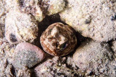 Resif balıkları cortez, Meksika denizden