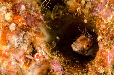 Cortez, Meksika denizden Blennys.