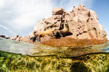 Kaliforniya deniz aslanı (Zalophus californianus) yüzme ve los islotes La paz, Espiritu Santo Adası resifleri oynayan. Baja California Sur, Meksika.
