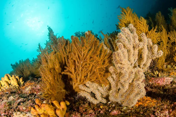 Coral Reef Scenics Cortezi Tengeren Baja California Sur Mexikó — Stock Fotó