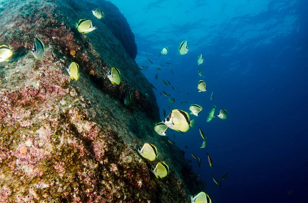 Reef Ψάρια Από Θάλασσα Του Κορτέζ Μεξικό — Φωτογραφία Αρχείου
