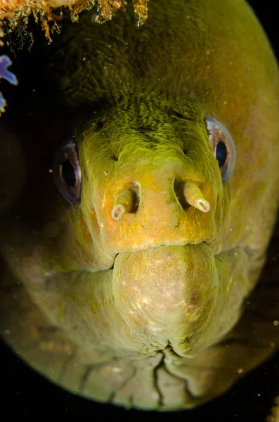 Panamic Green Moray Eel Gymnothorax Castaneus Широко Открытое Устье Рифах — стоковое фото