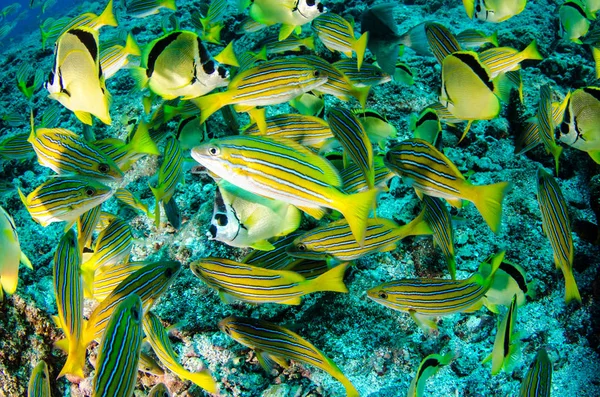 Reef Ψάρια Από Θάλασσα Του Κορτέζ Μεξικό — Φωτογραφία Αρχείου