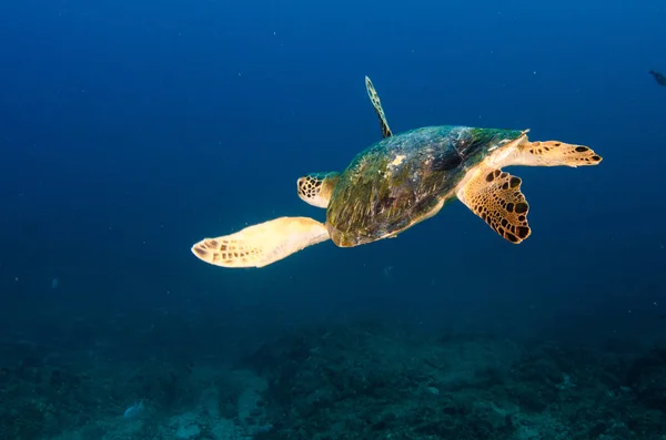 海龟在 Pulmo 国家公园的珊瑚礁 世界的水族馆 下加利福尼亚 墨西哥 — 图库照片