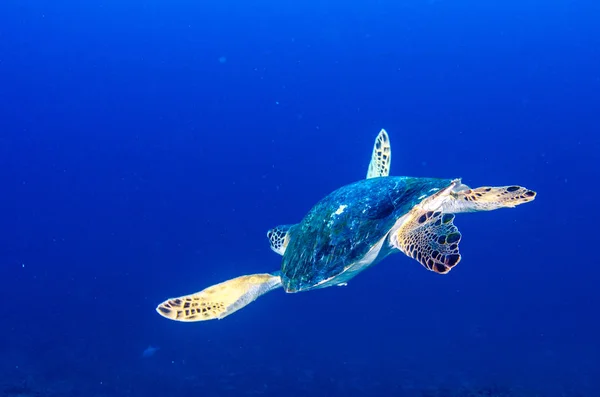 Żółw Morski Koralowe Cabo Pulmo Park Narodowy Świecie Akwarium Miasto — Zdjęcie stockowe