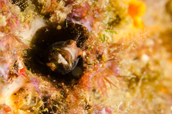 Cortez Meksika Denizden Blennys — Stok fotoğraf