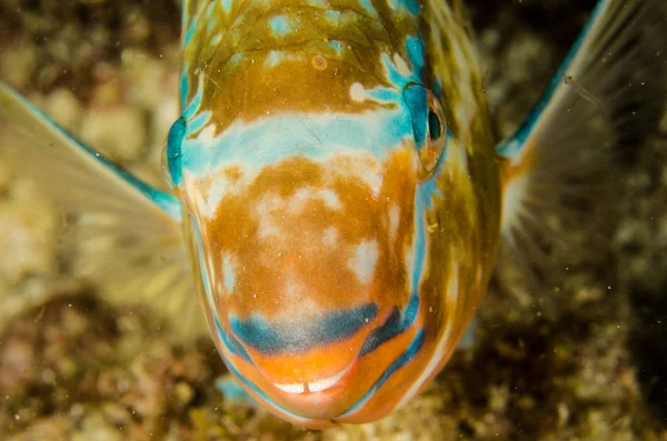 Scarus Compressus Azure Parrotfish Voeden Een Scheepswrak Riffen Van Zee — Stockfoto