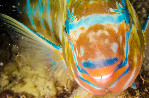 Scarus Compressus Azure Parrotfish Voeden Een Scheepswrak Riffen Van Zee — Stockfoto
