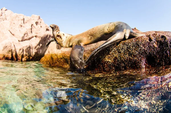 Leone Marino Californiano Zalophus Californianus Che Nuota Gioca Nelle Scogliere — Foto Stock