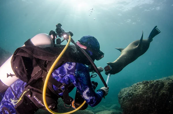 Californian Sea Lion Zalophus Californianus Swimming Playing Reefs Los Islotes — Stock Photo, Image