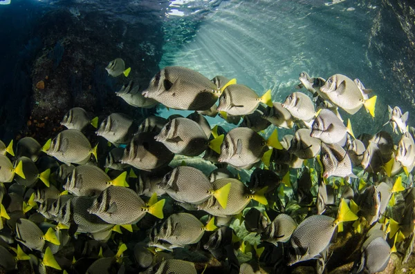 Prionurus Punctatus Pesce Chirurgo Coda Gialla Scogliere Del Mare Cortez — Foto Stock