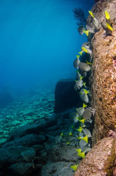 Panoramica Della Barriera Corallina Del Mar Cortez Baja California Sur — Foto Stock