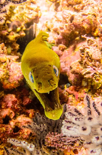 Reef Ψάρια Από Θάλασσα Του Κορτέζ Μεξικό — Φωτογραφία Αρχείου