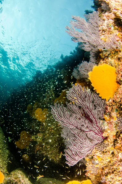 Mercan Kayalığı Bakış Deniz Cortez Baja California Sur Meksika — Stok fotoğraf