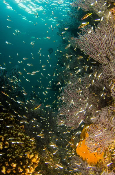Coral Reef Scenics Sea Cortez Baja California Sur México — Foto de Stock