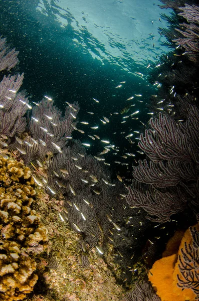 Récif Corallien Pittoresque Mer Cortez Basse Californie Sur Mexique — Photo