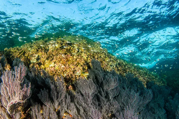 Mercan Kayalığı Bakış Deniz Cortez Baja California Sur Meksika — Stok fotoğraf