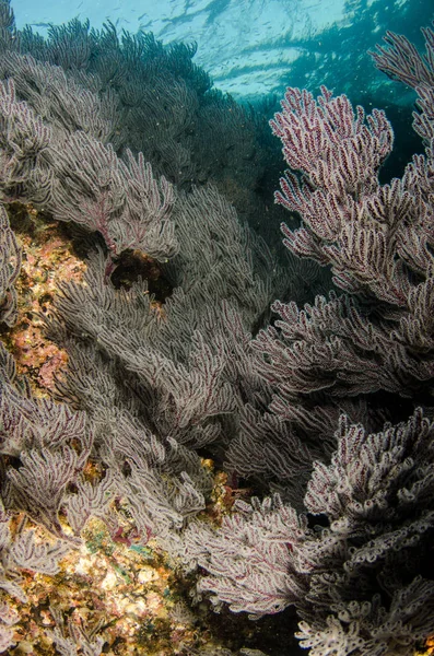 Coral Reef Ląd Morze Corteza Miasto Gmina Meksyku Stanie Baja — Zdjęcie stockowe