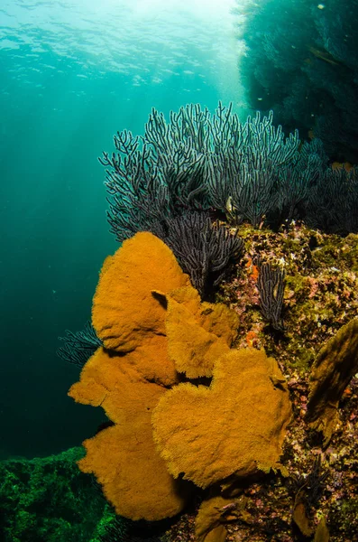 Coral Reef Scenics Sea Cortez Baja California Sur Mexico — Stock Photo, Image