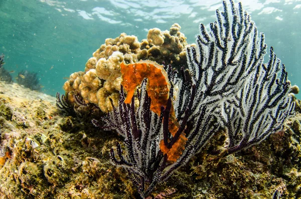 Pacific Sea Horse in the reefs of the sea of cortez in Baja California Sur, the aquarium of the world