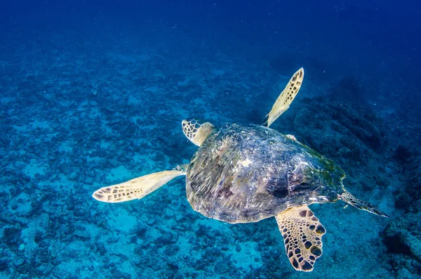 Penyu Laut Terumbu Karang Taman Nasional Cabo Pulmo Akuarium Dunia Stok Gambar