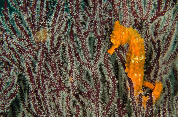 Pazifisches Seepferdchen Den Riffen Des Meeres Von Cortez Baja California — Stockfoto