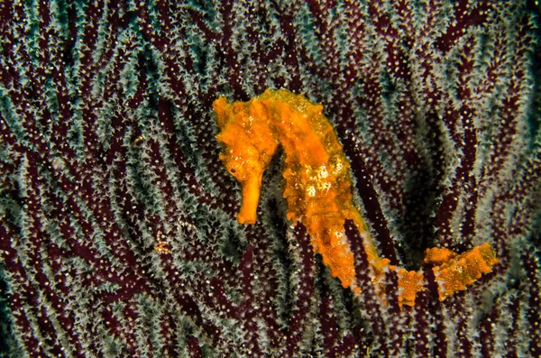 Pacific Sea Horse Reefs Sea Cortez Baja California Sur Aquarium — Stock Photo, Image