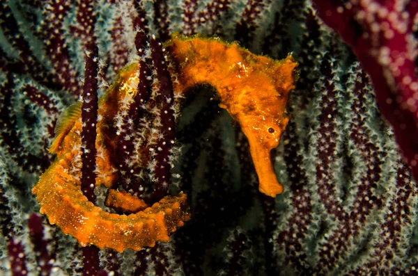 バハカリフォルニアスル州 世界の水族館でコルテスの海のサンゴ礁に太平洋の海の馬 — ストック写真