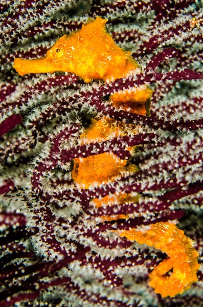 太平洋海洋之马 位于美国加利福尼亚州的海洋珊瑚礁 世界水族馆 — 图库照片