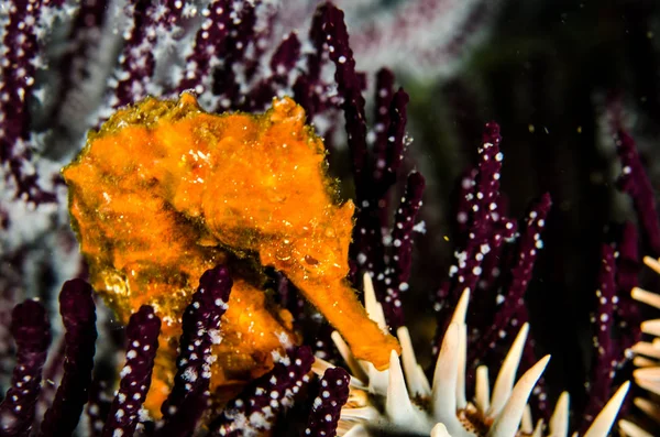 バハカリフォルニアスル州 世界の水族館でコルテスの海のサンゴ礁に太平洋の海の馬 — ストック写真