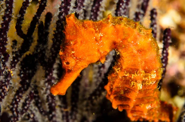 Pacific Sea Horse in the reefs of the sea of cortez in Baja California Sur, the aquarium of the world