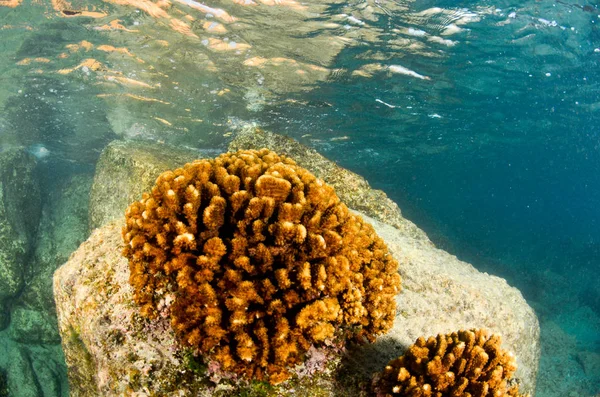 Coral Reef Scenics Sea Cortez Baja California Sur Mexico — Stock Photo, Image