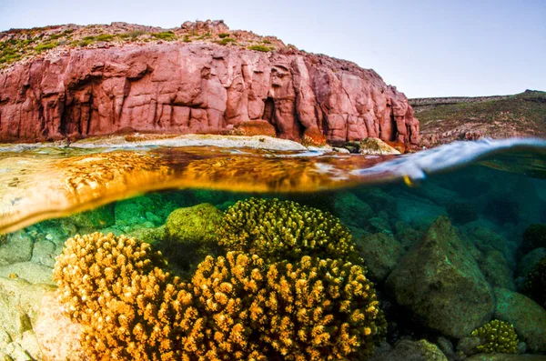 バハカリフォルニアスル メキシコのコルテス海のサンゴ礁の風景 — ストック写真
